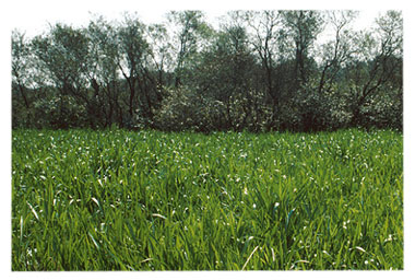 field of Cogon grass