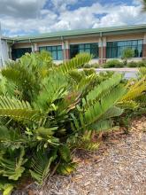 Plant located outside Tampa office building