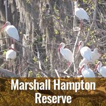 Visit Marshall Hampton Reserve